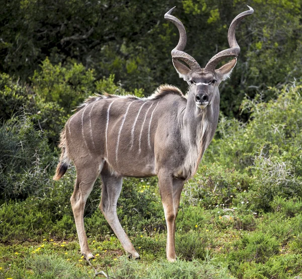 Kudu. . — Fotografia de Stock