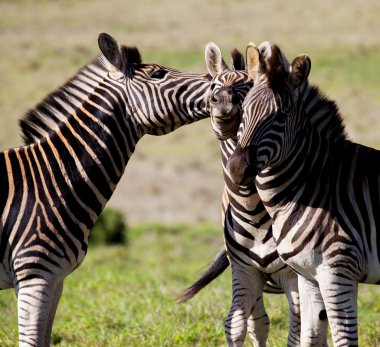 Zebralar safari parkında.