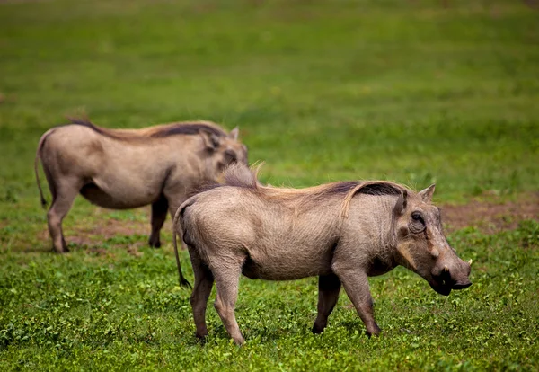 Warthogs alimentando-se de grama . — Fotografia de Stock