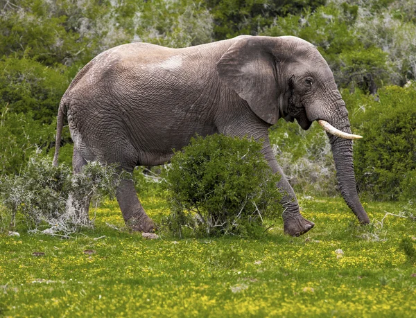 Elefante nel cespuglio. — Foto Stock