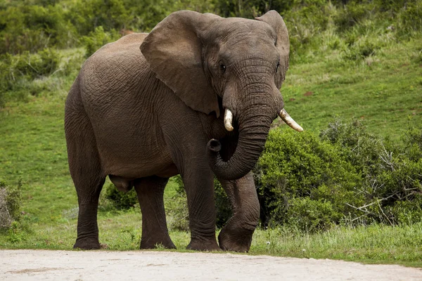 Elefante nel cespuglio. — Foto Stock