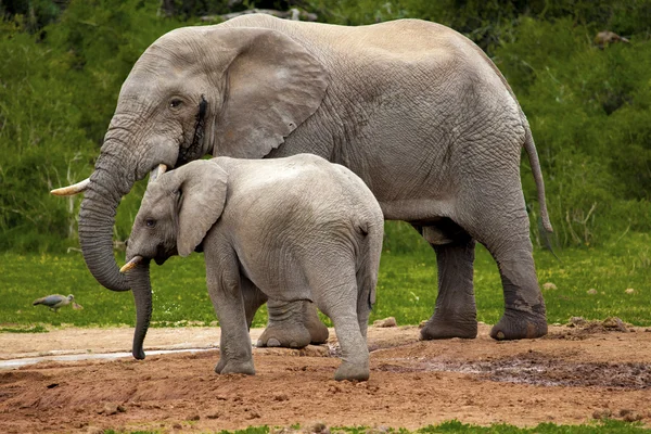 Elefantes en el bebedero . —  Fotos de Stock