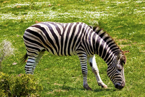 Zebras im Safaripark. — Stockfoto