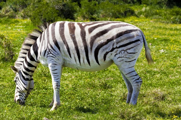 Zebras em um parque de safari. — Fotografia de Stock