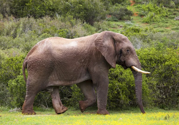 Olifant in de struik. — Stockfoto