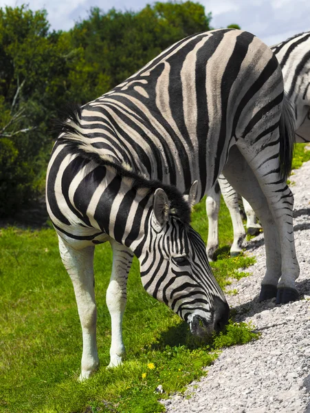 Zèbres dans un parc safari. — Photo