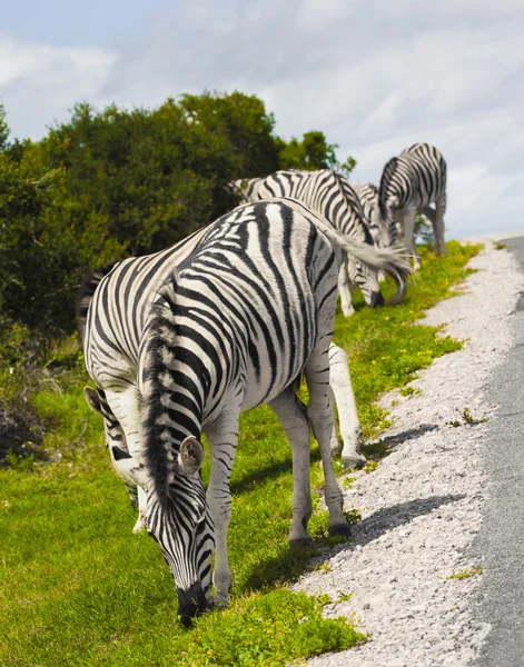 Zebras im Safaripark. — Stockfoto