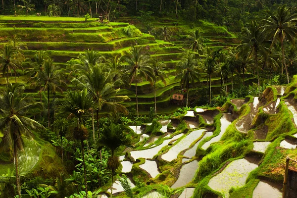 Rice terrace — Stock Photo, Image