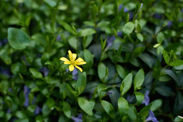 Flor amarela bonita na grama verde — Fotografia de Stock