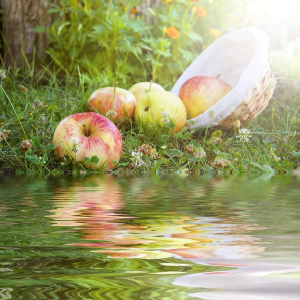 Manzanas en el campo — Foto de Stock