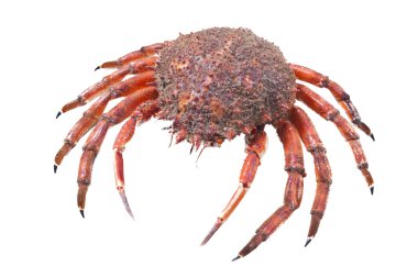 Deniz ürünleri üzerine beyaz izole