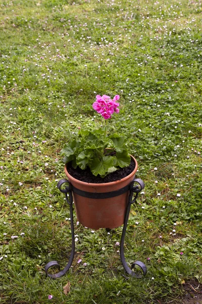 Fleur de géranium dans le pot — Photo