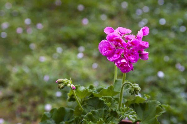 Flores e plantas — Fotografia de Stock