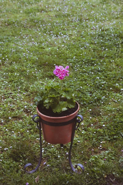 Tencerede sardunya çiçeği — Stok fotoğraf