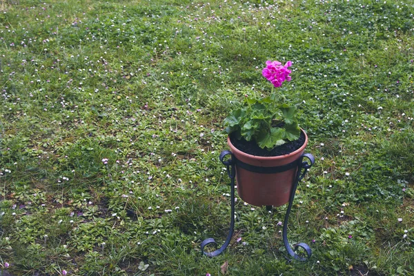 Geranium flower in the pot — Stock Photo, Image