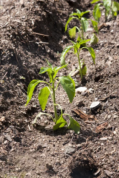 Plantas de pimienta en el jardín — Foto de Stock