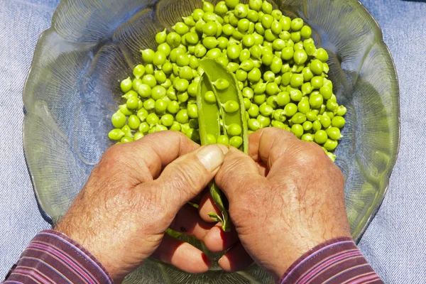 Man harvesting peas — Stock Photo, Image