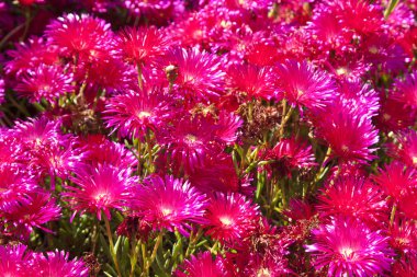 çiçekler, doğa arka plan