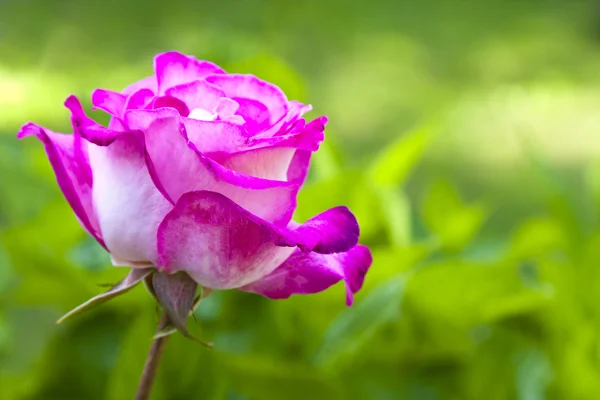 Natuurlijke roze bloemen — Stockfoto