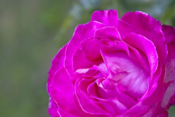 Букети з тюльпанів рожева, — стокове фото
