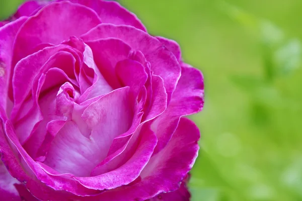 Φυσικό ροζ, λουλούδια — Φωτογραφία Αρχείου