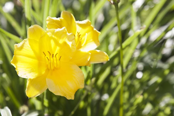 Naturliga blommor closeup — Stockfoto