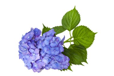 doğal çiçek izole