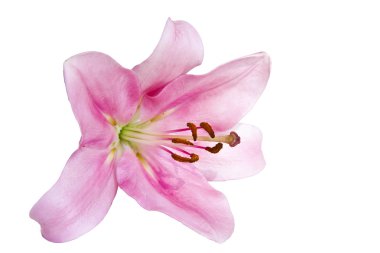 doğal çiçek izole