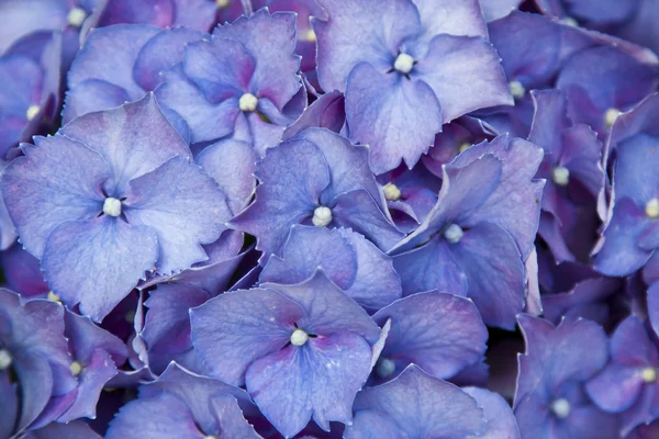 Flores naturais, fundo — Fotografia de Stock