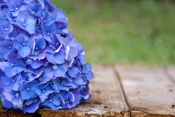 Natural flowers, background — Stock Photo, Image