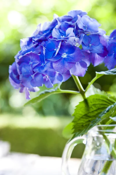 Natuurlijke bloemen, achtergrond — Stockfoto