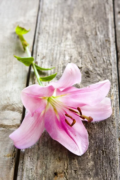 Natürliche Blume, Gartenarbeit — Stockfoto