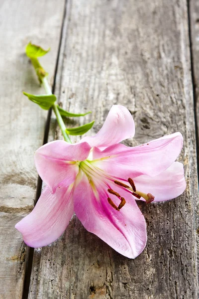 Natuurlijke bloem, tuinieren — Stockfoto