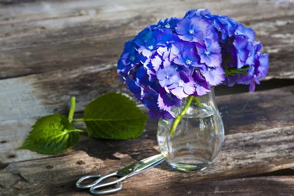 Naturliga blomma, Trädgårdsskötsel — Stockfoto