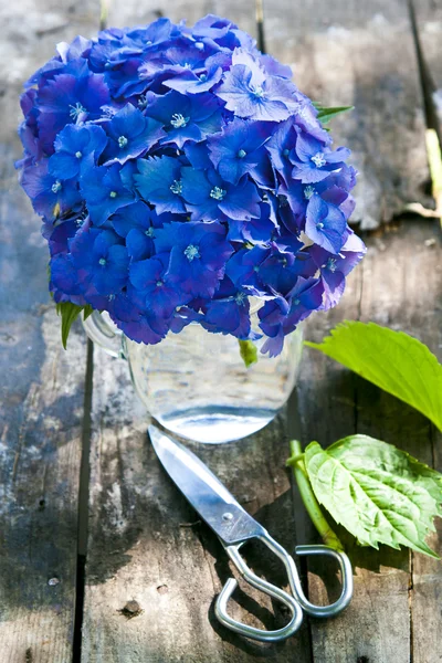 Natural flower, gardening — Stock Photo, Image