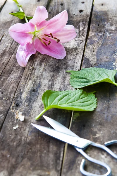 Natürliche Blume, Gartenarbeit — Stockfoto