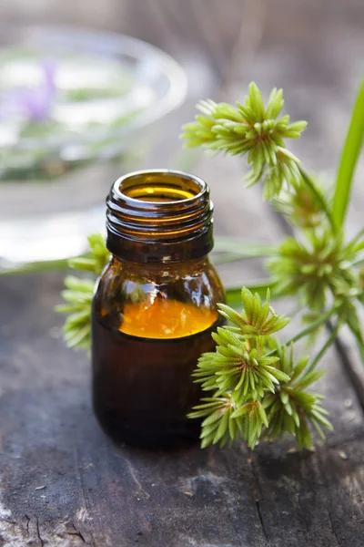 Conceito de medicina natural — Fotografia de Stock