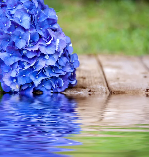 Blauwe bloem met reflectie — Stockfoto