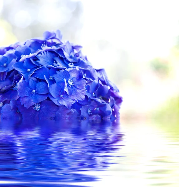 Flor azul com reflexão — Fotografia de Stock