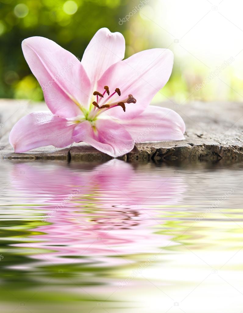 natural flower with reflection 