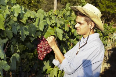 üzüm hasat çiftçi 