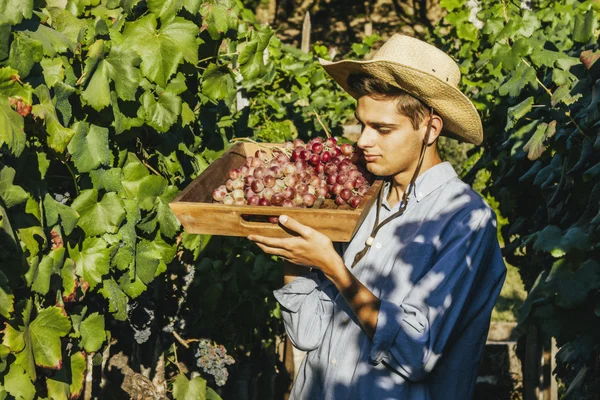 A gazda begyűjti a szőlő — Stock Fotó