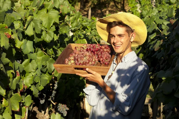 Agriculteur récoltant les raisins — Photo