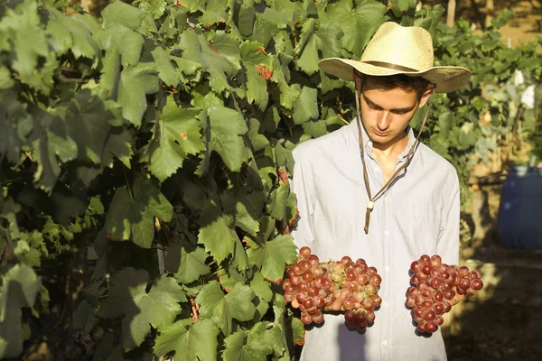 Agriculteur récoltant les raisins — Photo