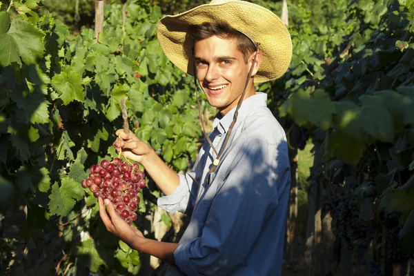 Agricoltore che raccoglie l'uva — Foto Stock