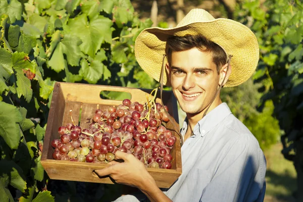 Agricultor que colhe as uvas — Fotografia de Stock