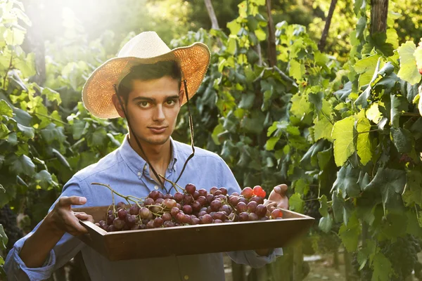 포도 수확 하는 농부 — 스톡 사진