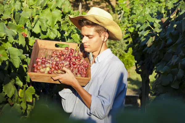 Agricultor cosechando las uvas — Foto de Stock