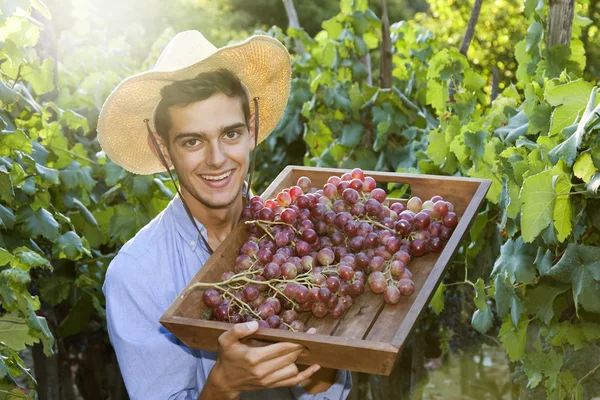 Agriculteur récoltant les raisins — Photo