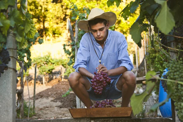 Farmář sklízí hrozny — Stock fotografie